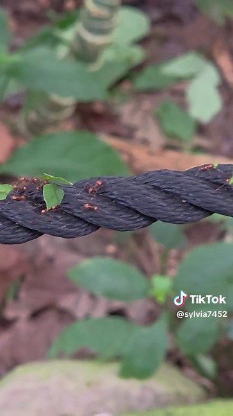 Randers Rainforest Denmark Nature Exploration