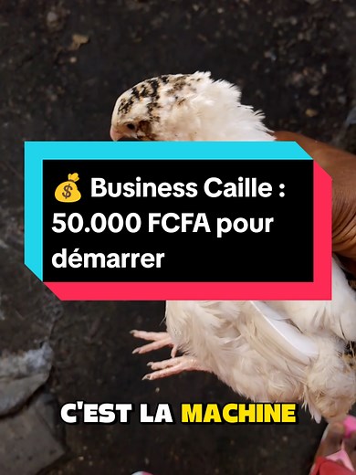 💰 Business Caille : 50.000 FCFA pour démarrer ? #elevage #pourtoi #caille #businessrentable #aviculture