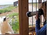 Polar Bear Watching In Canada