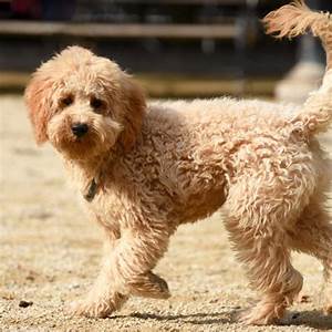 There Are Three Sizes Of Goldendoodles