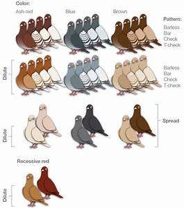 Pigeon Color Names Pigeontype Pigeon Breeds Pet Pigeon Pigeon Loft