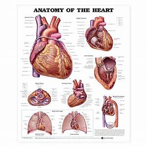 Anatomy Of The Heart Anatomical Chart Walmart Com