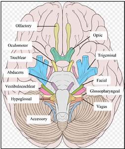 The Trigeminal Nerve Is The Largest Of The 12 Cranial Nerves This
