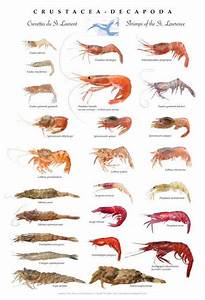 An Image Of Different Types Of Shrimp