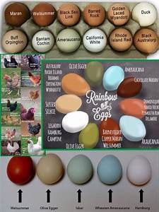 Chicken Breed Egg Color Chart The Hen House Pinterest Egg
