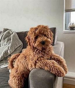 How Much Does It Cost To Buy A Goldendoodle