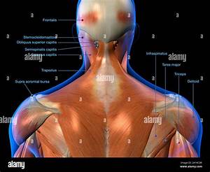 Back Muscles Anatomy Labeled