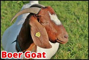 Boer Goat Origin Characteristics Weight Price And Uses