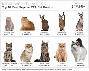 Wondering What The Ideal Weight Is For Your Cat Your Cat 39 S Healthy