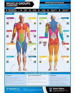 Muscle Groups Exercises Wall Poster
