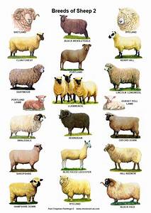 A4 Posters Breeds Of Sheep 2 Different Posters Etsy Sheep Breeds