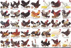 Chickens Chart Of Breeds Fancy Chickens Chicken Breeds Chicken