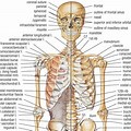 Bone Anatomy Diagram Female Torso