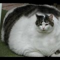 Fat Cat Chubby Cheeks