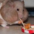 Fat Hamster Eating