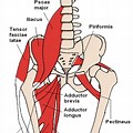 Female Groin Muscle Anatomy