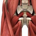 Female Groin Muscle Pull