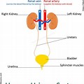 Human Urinary System for Kids