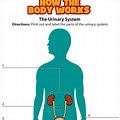 Urinary System Diagram for Kids
