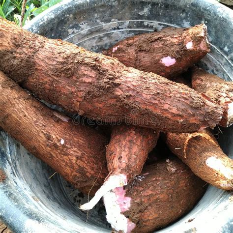 Indonesian Cassava