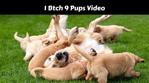 1 bitch 9 pups video reddit nude