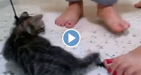 3 girls 1 kitten video nude