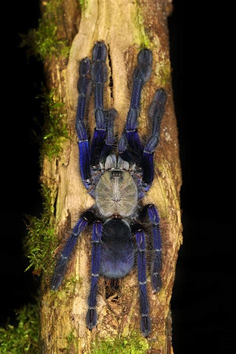 a female omothymus spider nude