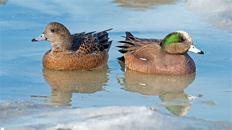 american wigeon clothes nude