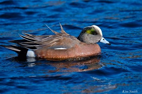 american wigeon clothes nude
