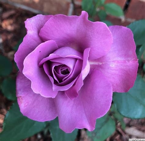 amethyst rose nude