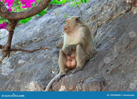 anal monkey nude