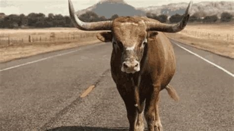angry bull gif nude
