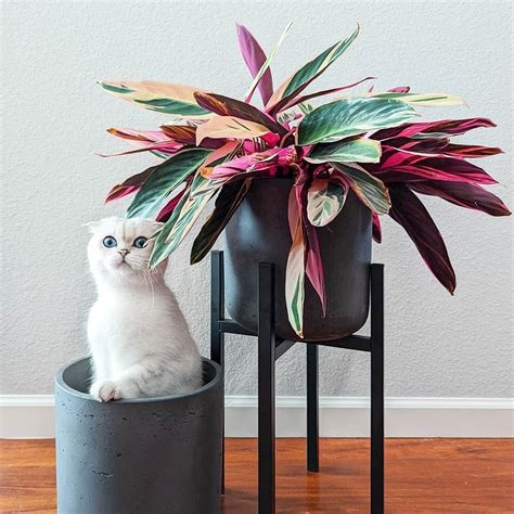 are calathea plants toxic to cats nude