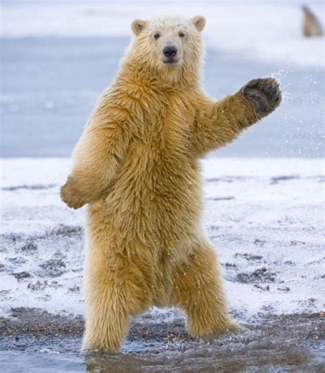 asian dancing bear nude