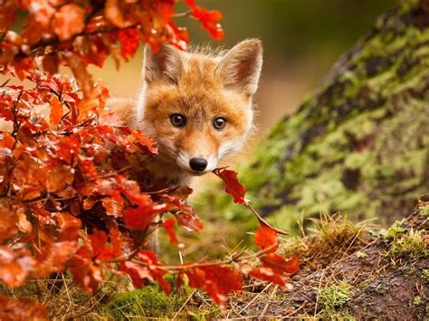 autumn fox xxx nude