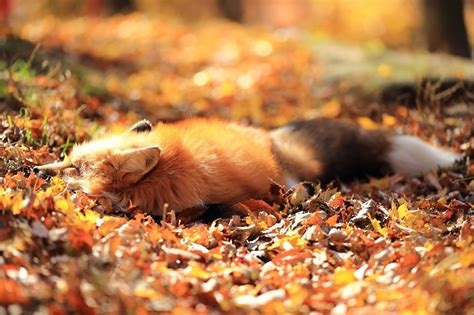 autumn fox xxx nude