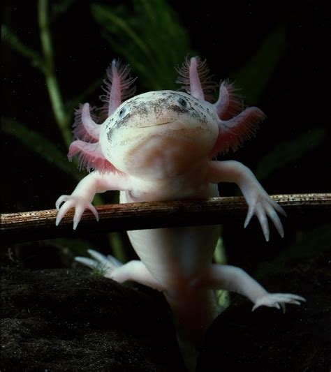 axolotl bbc nude