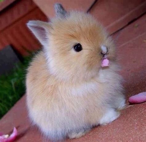 baby bunny 22 nude