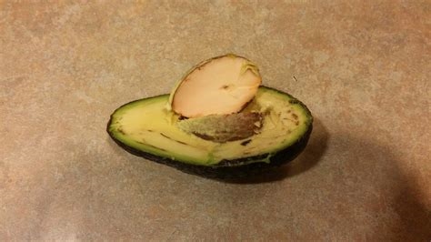 bad avocado pictures nude