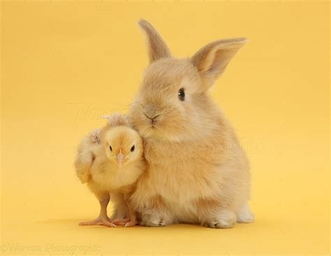 bad bunny chick nude