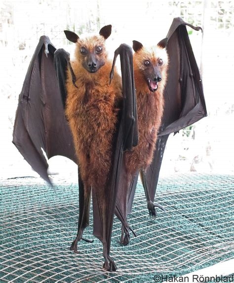 bat wings pussy nude