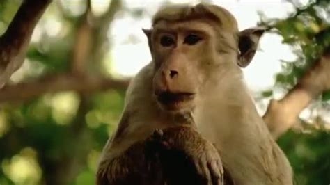 bbc monkey nude