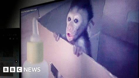 bbc monkey nude
