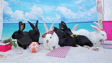 beach bunnies with big brown eyes 8 nude