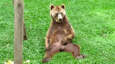 bear jerks off nude