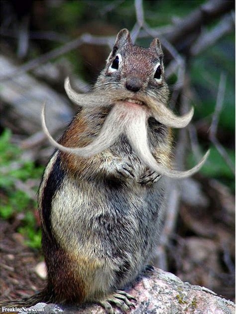 bearded squirrel nude