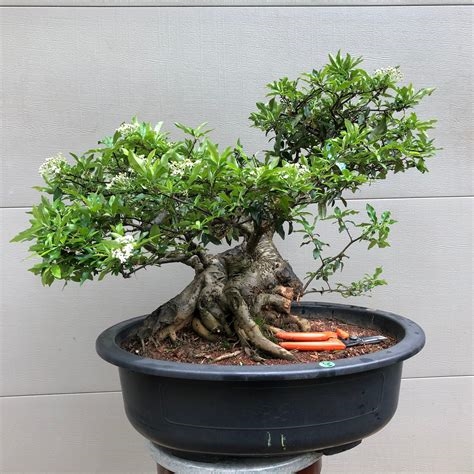 bella bonsai nude