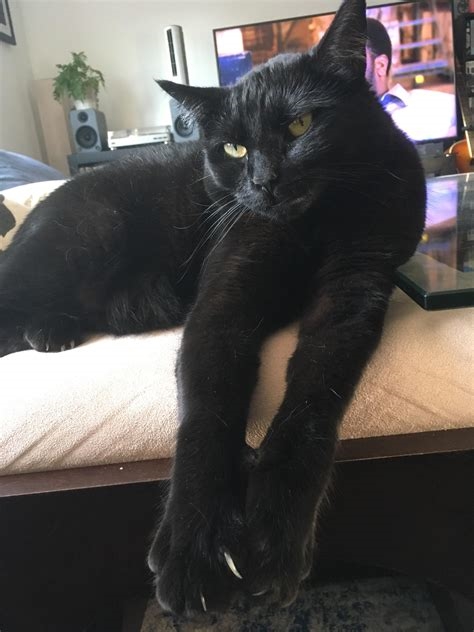 black cats reddit nude