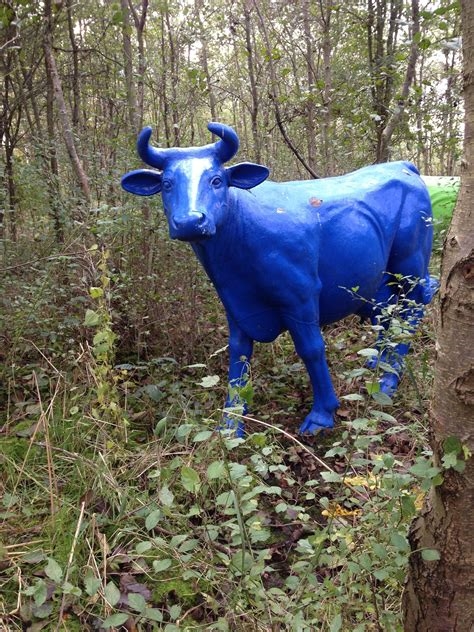 blue cow live cam nude