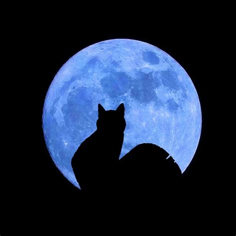 blue moon cat nude